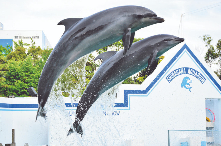 しながわ水族館
